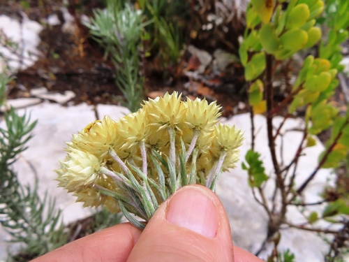 Image of Achyranthemum mucronatum by (c) linkie, some rights reserved (CC BY)
