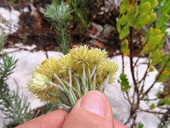 Achyranthemum mucronatum