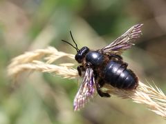 Xylocopa