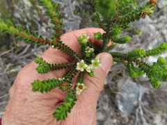 Diosma guthriei