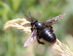Xylocopa