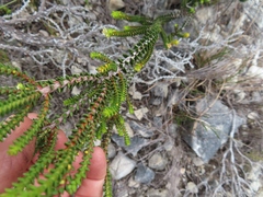 Diosma guthriei