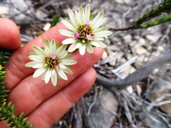 Euchaetis longibracteata