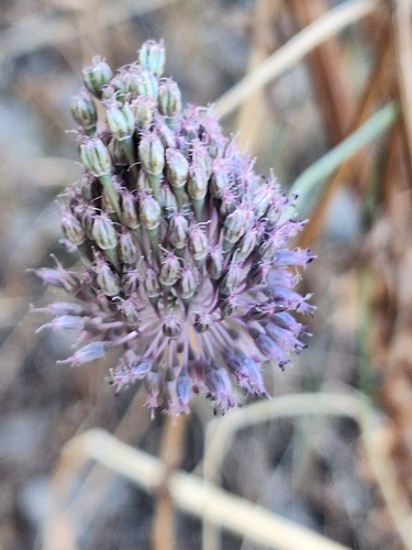 Allium guttatum