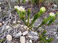 Euchaetis longibracteata