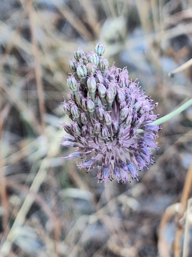 Allium guttatum, photograph 2
