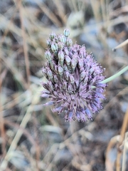 Allium guttatum, photograph (c) Flora_DUMO, some rights reserved (CC BY)