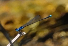 Prodasineura laidlawii