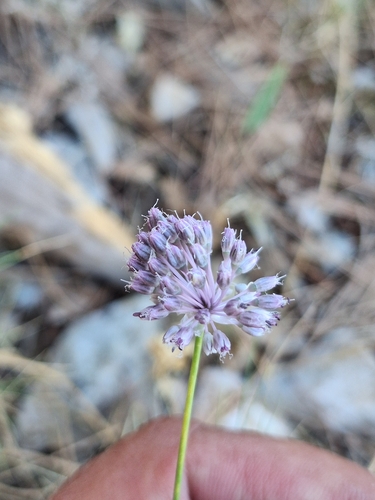 Allium guttatum, photograph 3