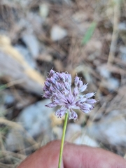 Allium guttatum, photograph (c) Flora_DUMO, some rights reserved (CC BY)