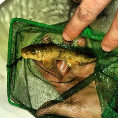 Pantosteus santaanae