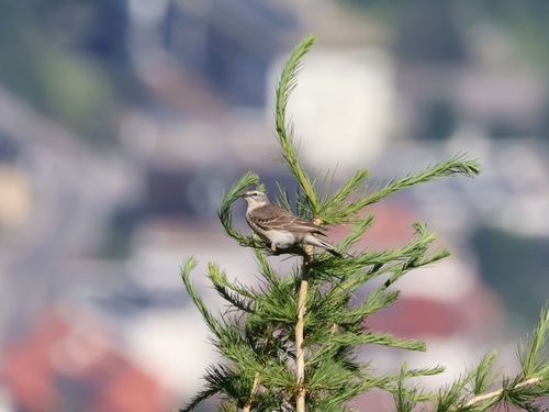 Pipit spioncelle