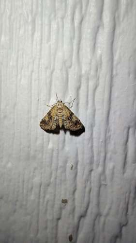 Elophila faulalis photo 4