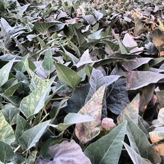 Cucurbita foetidissima