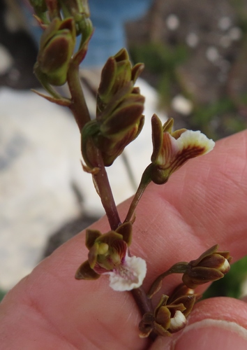 Image of Eulophia micrantha by (c) linkie, some rights reserved (CC BY)