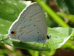 Catochrysops panormus exiguus