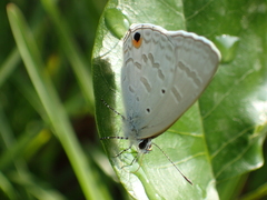 Catochrysops panormus exiguus