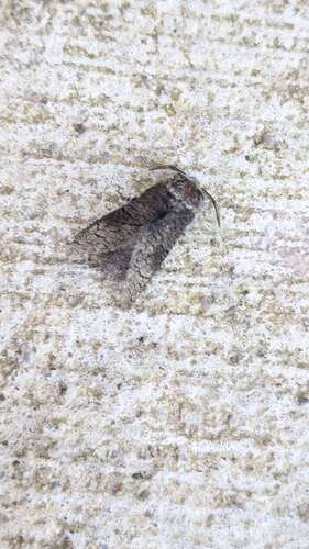Poplar Carpenterworm Moth photo 5