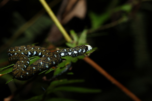 Sabah Keelback