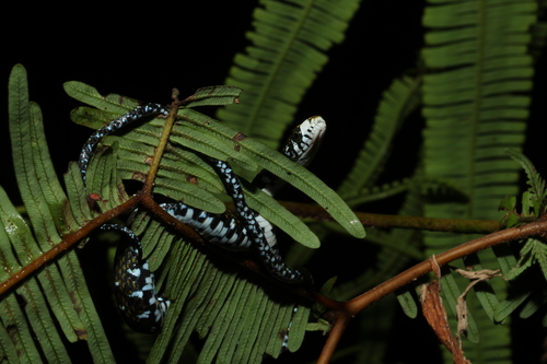 Sabah Keelback