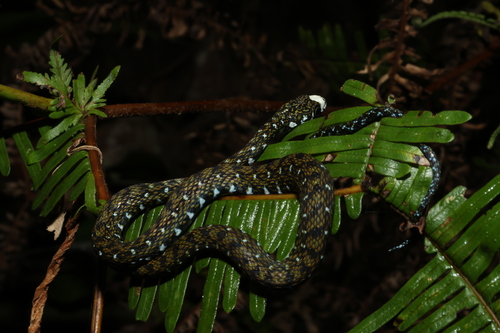 Sabah Keelback