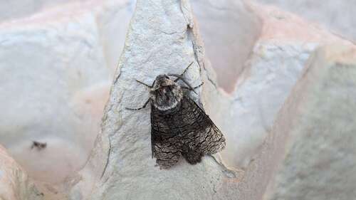 Poplar Carpenterworm Moth photo 4