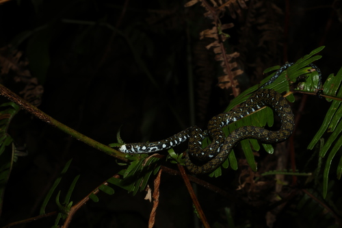 Sabah Keelback