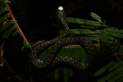 Sabah Keelback