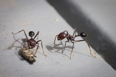 Ocymyrmex barbiger