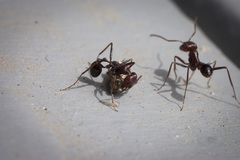 Ocymyrmex barbiger