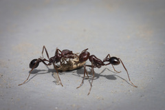 Ocymyrmex barbiger
