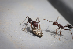 Ocymyrmex barbiger