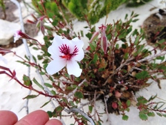 Pelargonium — fotografia 2