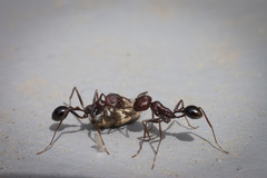 Ocymyrmex barbiger
