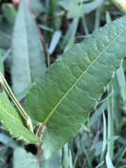 Persicaria strigosa
