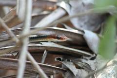 Chironius flavolineatus