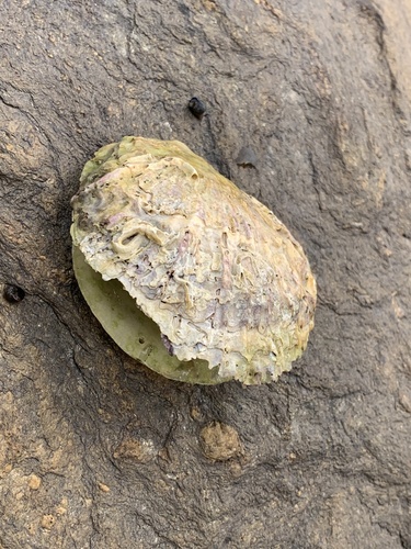 Ostrea edulis
