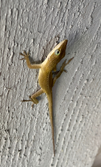Anolis carolinensis