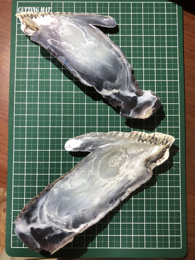 Elongate Toothed Oyster