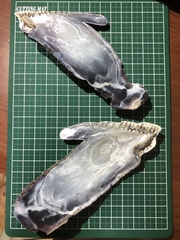 Isognomon isognomum