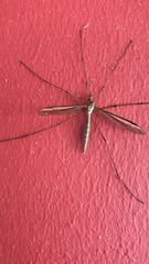 Tipula
