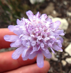 Scabiosa incisa