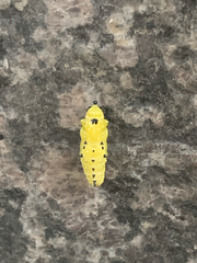 Insecta