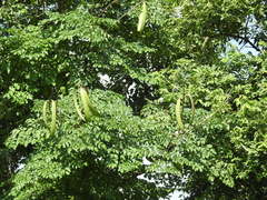 Oroxylum indicum