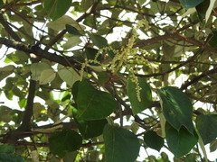 Mallotus paniculatus paniculatus