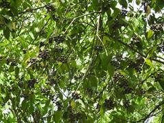Balakata baccata