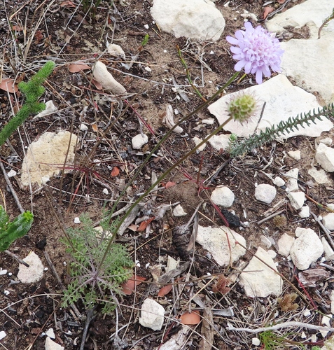 Image of Scabiosa incisa by (c) linkie, some rights reserved (CC BY)