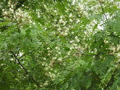 Albizia procera
