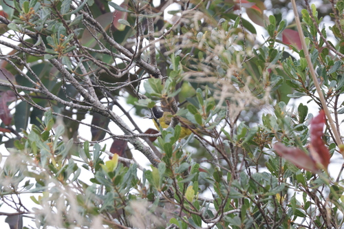 Bornean Bulbul (Rubigula montis), photo 9