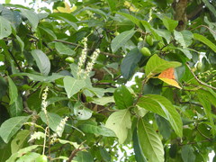 Terminalia chebula